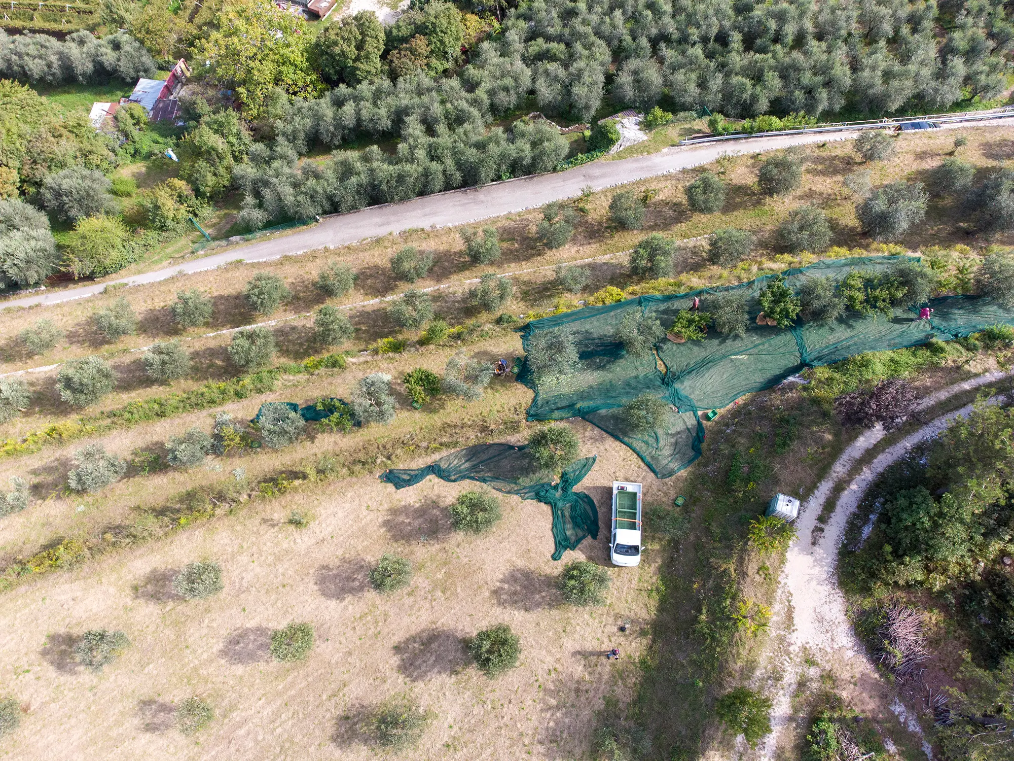Gli olivi dell'Azienda Agricola Grumèl